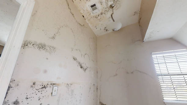 Best HVAC Mold Inspection and Cleaning  in Sheridan, WY
