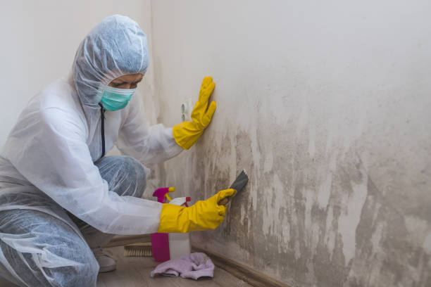 Best Mold Remediation for Healthcare Facilities  in Sheridan, WY