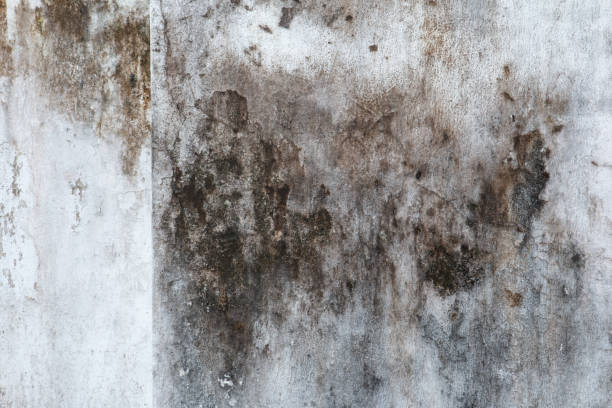 Best Attic Mold Removal  in Sheridan, WY