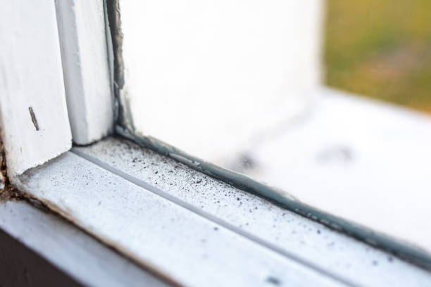 Best Mold Remediation for Healthcare Facilities  in Sheridan, WY