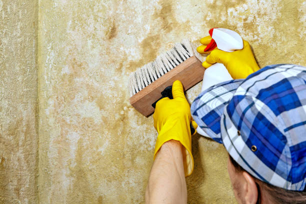 Best Mold Documentation for Insurance Claims  in Sheridan, WY