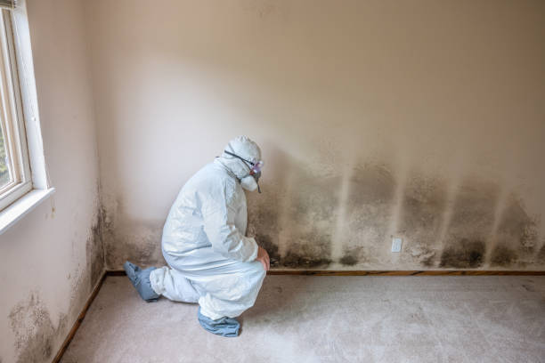 Best Real Estate Mold Inspection  in Sheridan, WY